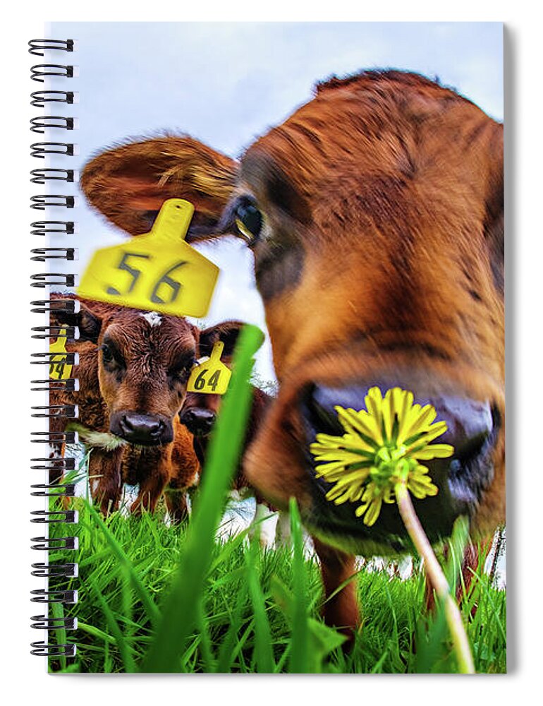 Calf Cow Flower Dandelion Green Grass Cattle Farming Farm Moo Cows Wi Wisconsin Hereford Spiral Notebook featuring the photograph This Smells Delicious #1- Calf smelling Dandelion Flower in Spring pasture by Peter Herman