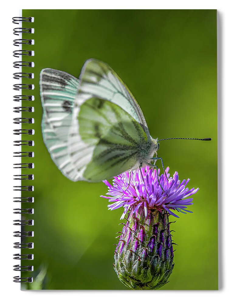 Thistle Dinner Spiral Notebook featuring the photograph Thistle dinner #i9 by Leif Sohlman
