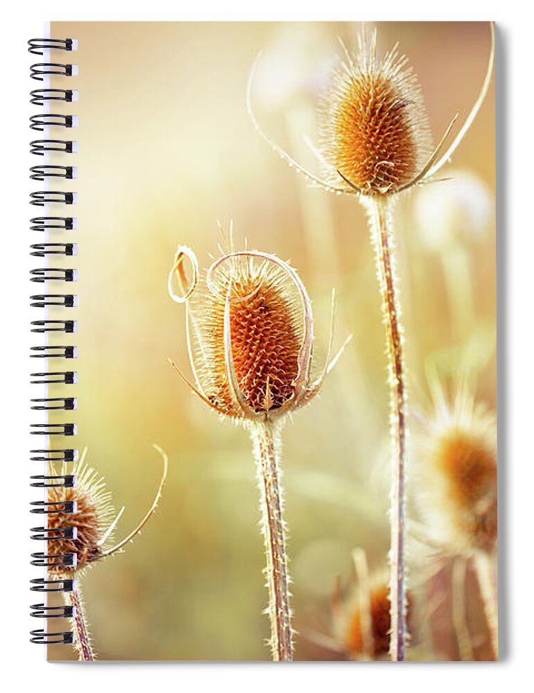 Scenics Spiral Notebook featuring the photograph Thistle by Jasmina007