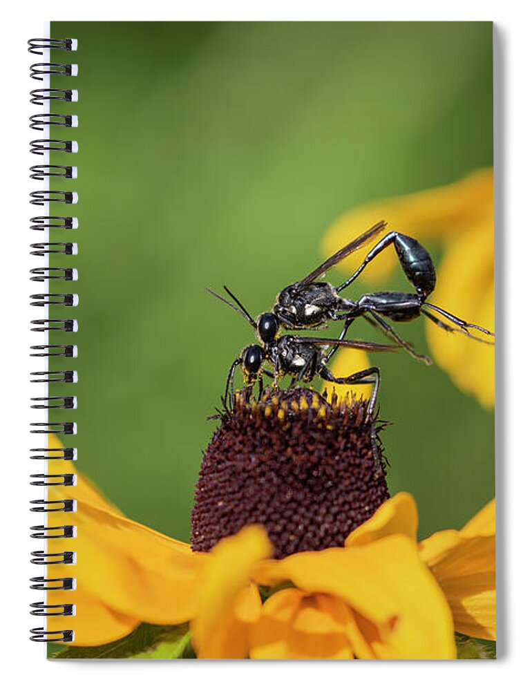 Thread Waisted Wasps Spiral Notebook featuring the photograph Thread Waisted Wasp 2019-2 by Thomas Young