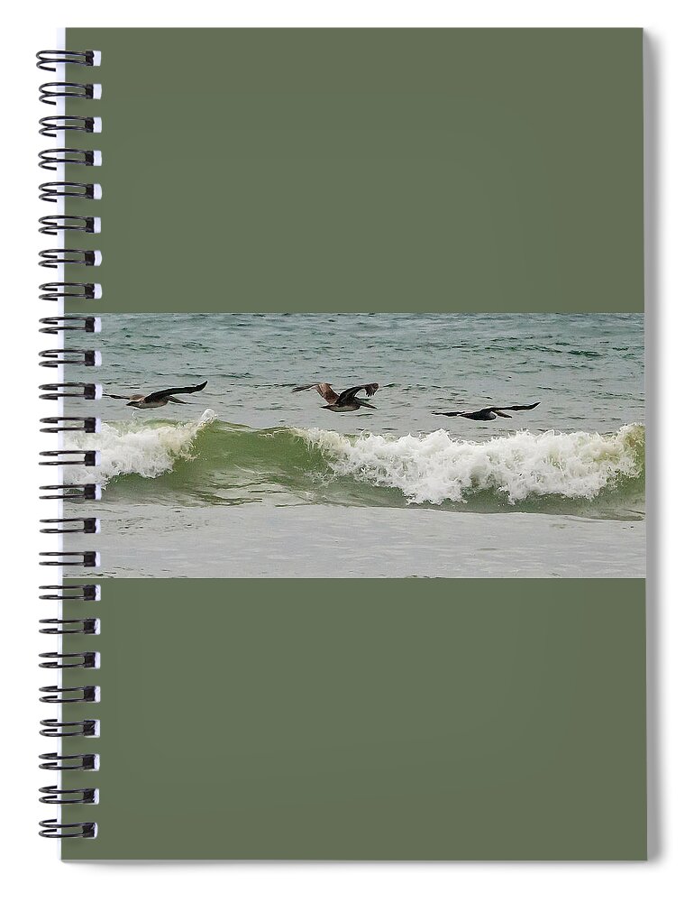 Pelicans Spiral Notebook featuring the photograph Three Brown Pelicans by Timothy Anable