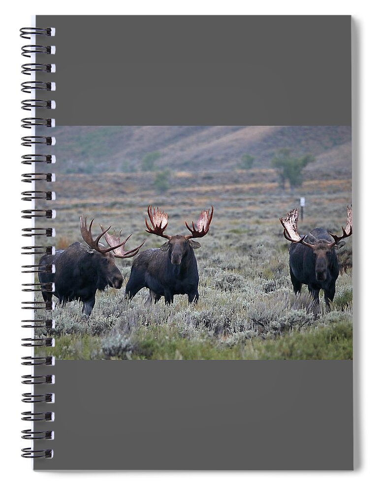 Moose Spiral Notebook featuring the photograph Three Bull Moose Two by Jean Clark