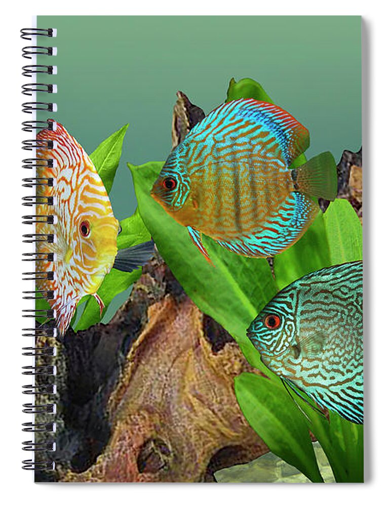 Fish Spiral Notebook featuring the digital art Three Discus Fish by M Spadecaller