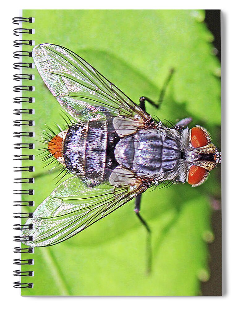 Insects;horizontal;macro;jenniferrobin.gallery Spiral Notebook featuring the photograph Three Eyed Fly by Jennifer Robin