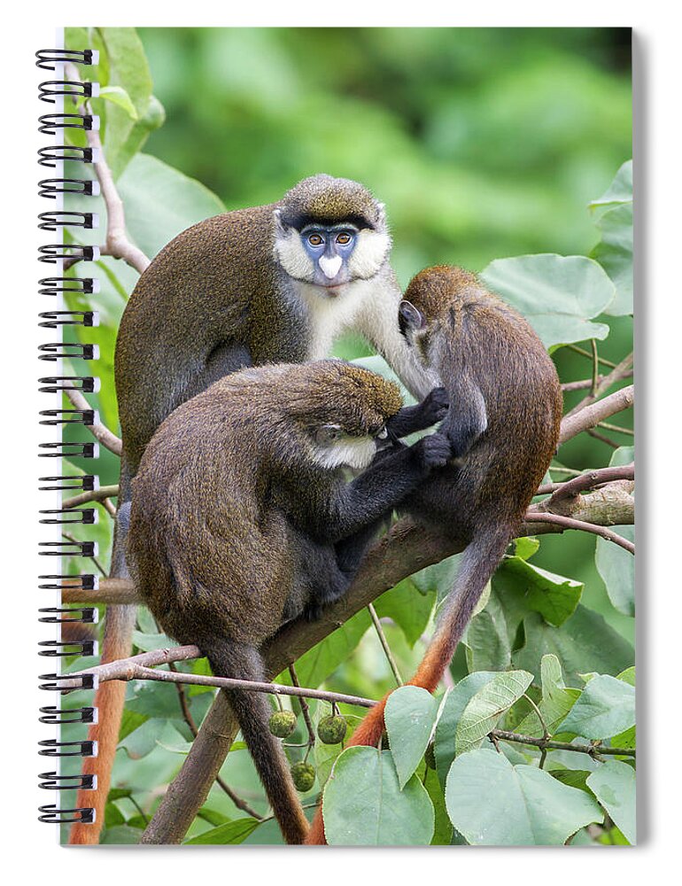 Animal Themes Spiral Notebook featuring the photograph Three Red-tail Monkeys Preening In Tree by Mark Smith