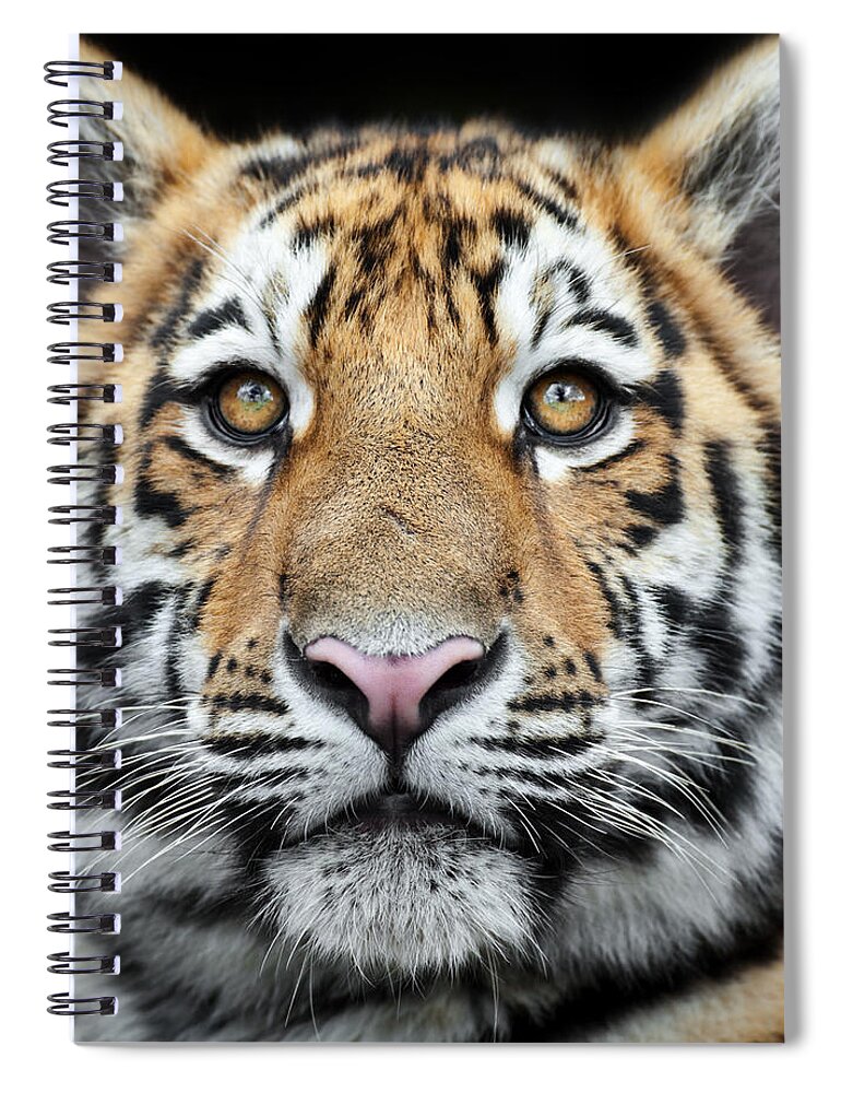 Black Background Spiral Notebook featuring the photograph Tiger Cub Staring by Andyworks