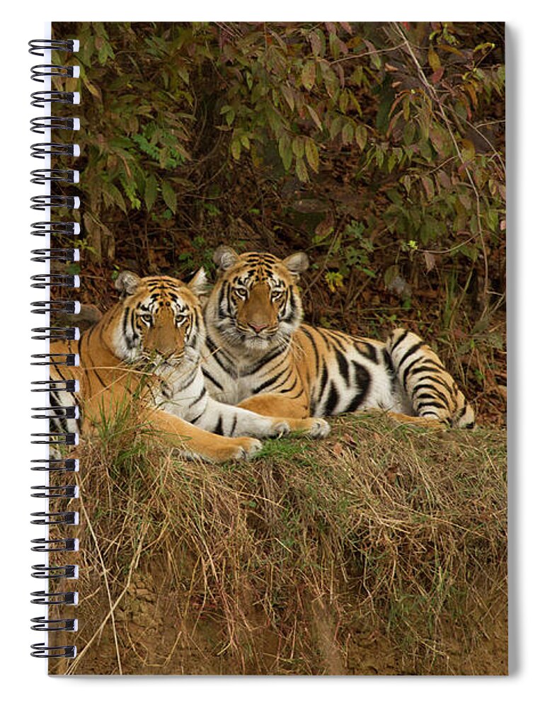 Grass Spiral Notebook featuring the photograph Tiger Cubs by *swatikulkarni*
