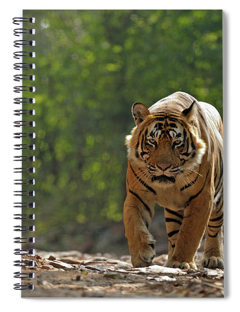 Ranthambore National Park Spiral Notebook featuring the photograph Tiger In Forest by Aditya Singh