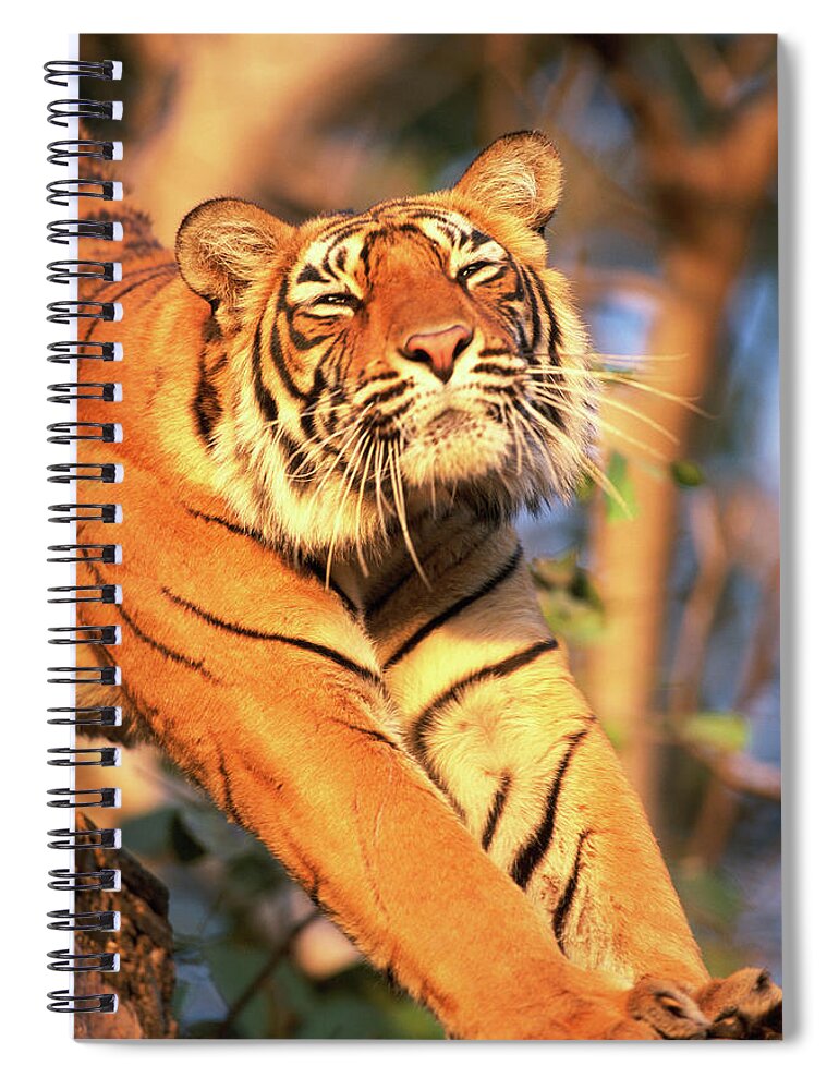 Ranthambore National Park Spiral Notebook featuring the photograph Tiger Panthera Tigris Tigrisstretching by Art Wolfe