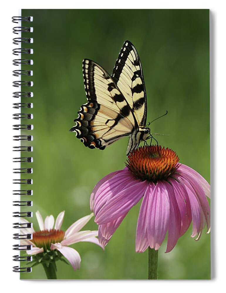 Butterfly Spiral Notebook featuring the photograph Tiger Swallowtail Butterfly and Coneflowers by Robert E Alter Reflections of Infinity