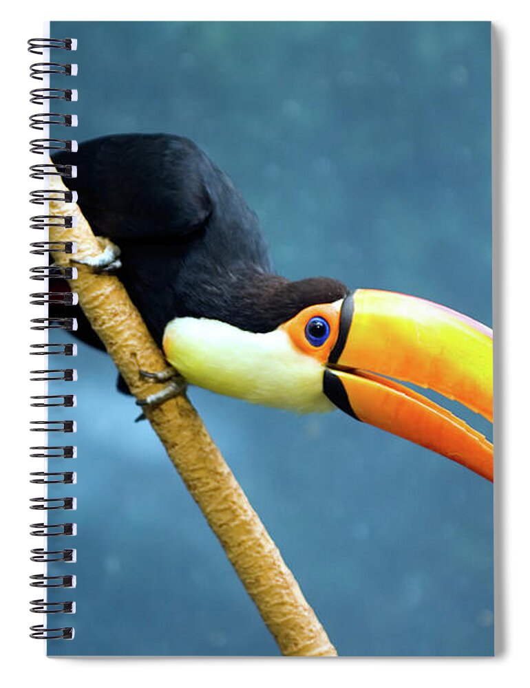 Alertness Spiral Notebook featuring the photograph Toco Toucan by By Ken Ilio
