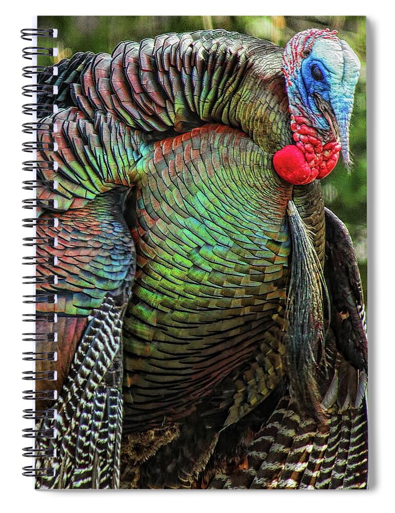 Wild Turkey Spiral Notebook featuring the photograph Tom Turkey Dancing by Dale Kauzlaric