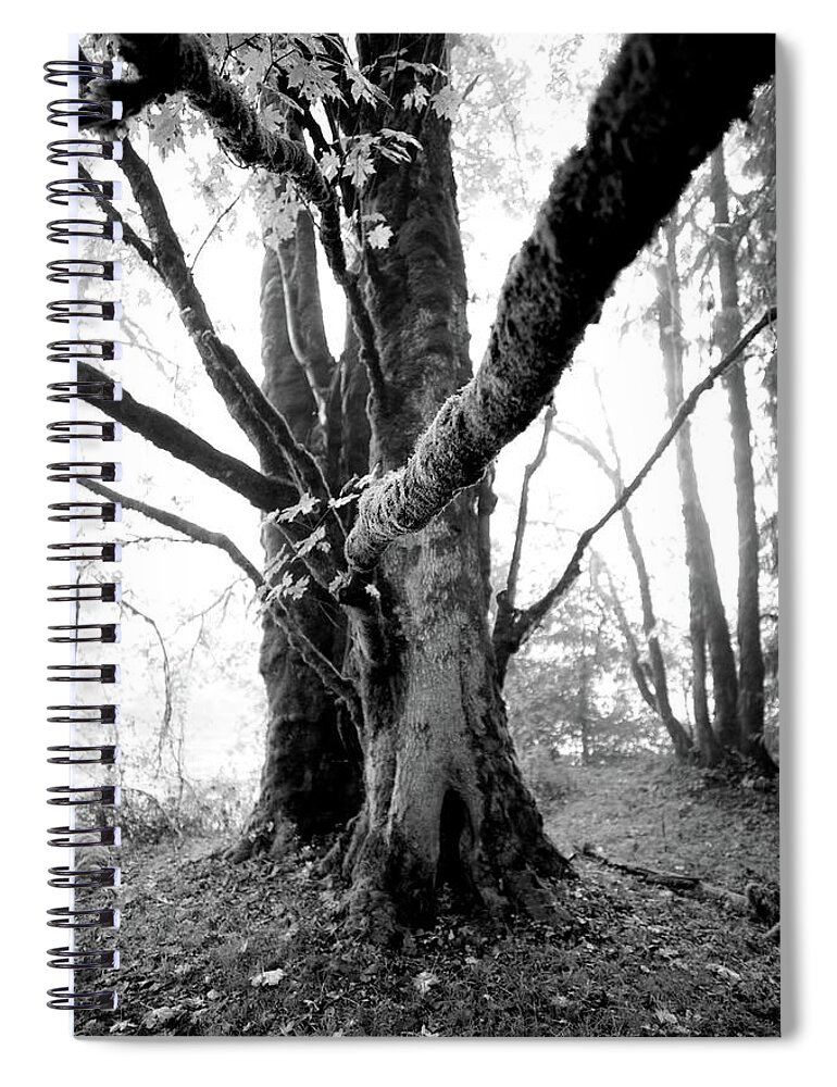 Victoria Island Spiral Notebook featuring the photograph Touching Tree by Dominik Eckelt