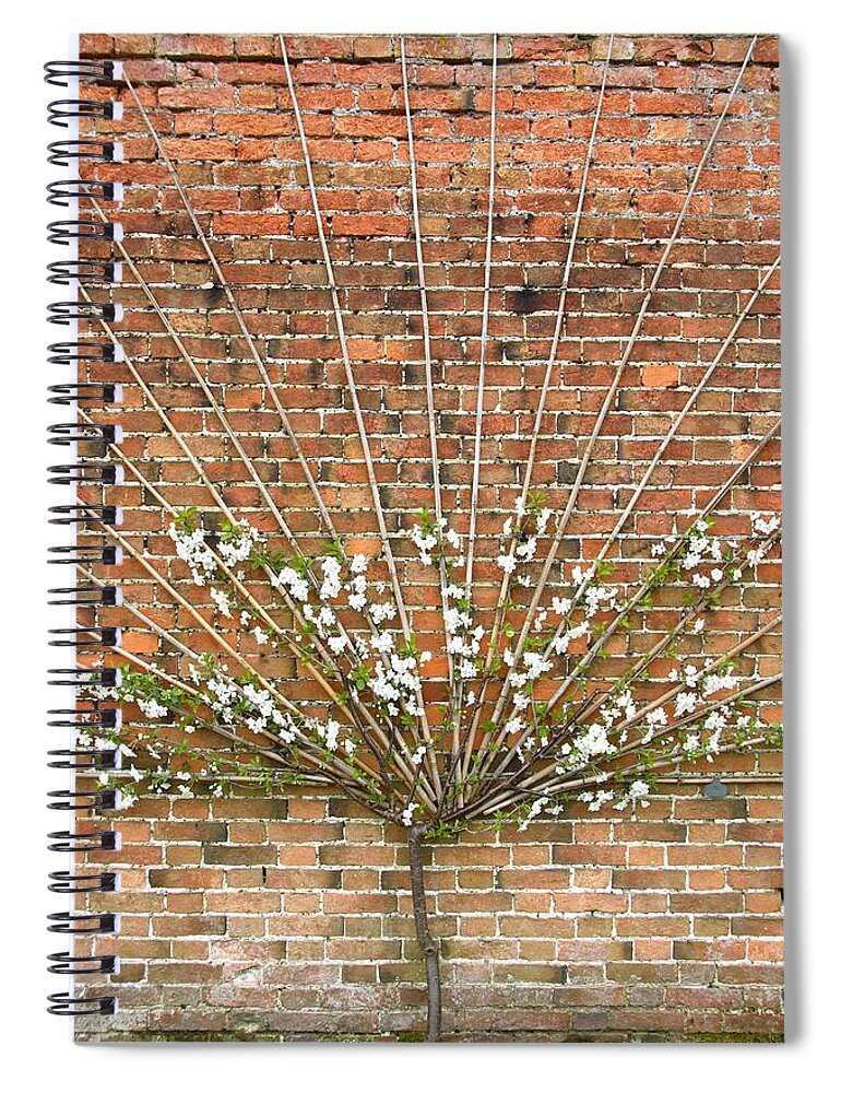 Plant Stem Spiral Notebook featuring the photograph Trained Apple Tree by Martb