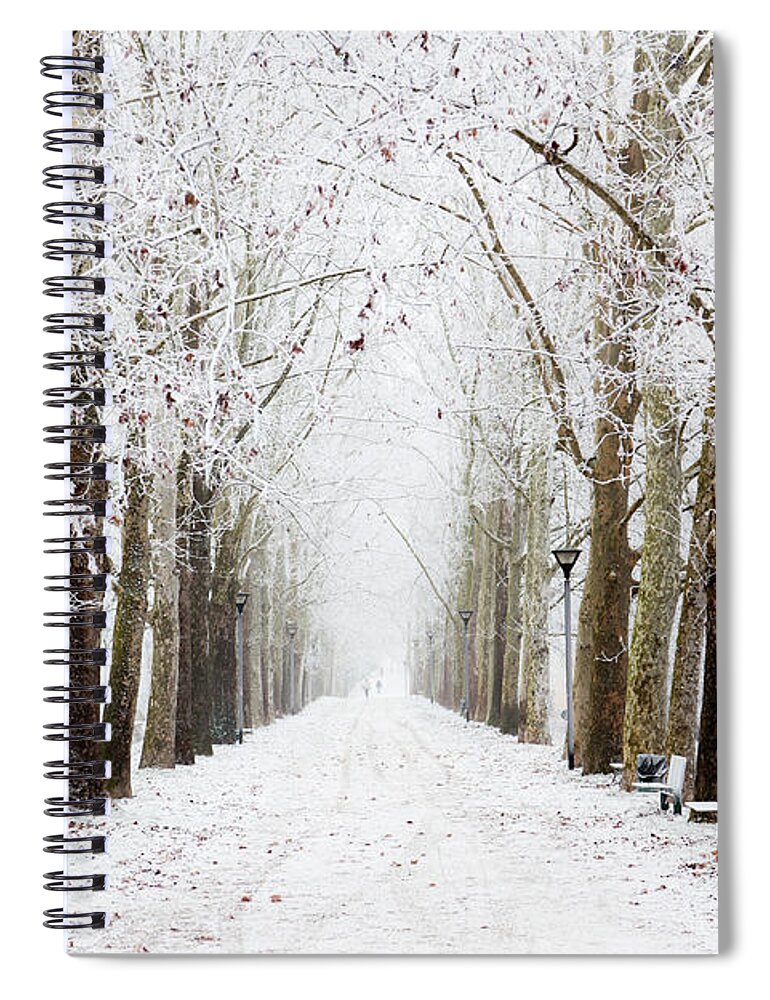 Scenics Spiral Notebook featuring the photograph Tree Canopy Winter Wonderland Nobody by Moreiso