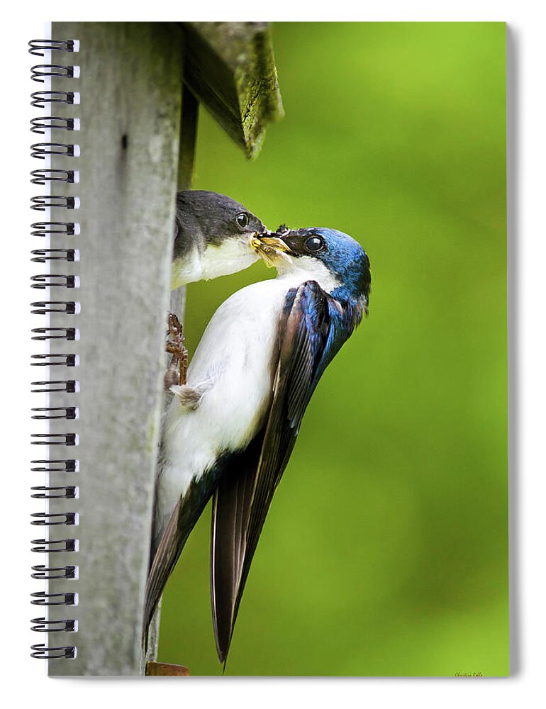 Tree Swallow Spiral Notebook featuring the photograph Tree Swallow Feeding Chick by Christina Rollo