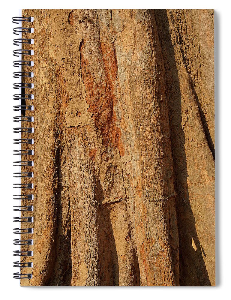 Cambodia Spiral Notebook featuring the photograph Tree trunk and bark of Chambak by Steve Estvanik