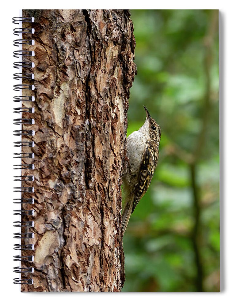 Treecreeper Spiral Notebook featuring the photograph Treecreeper by Kuni Photography