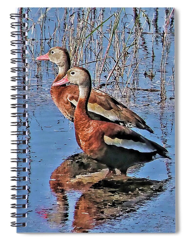 Black-bellied Whistling Duck Spiral Notebook featuring the photograph Trio of Whistlers by HH Photography of Florida