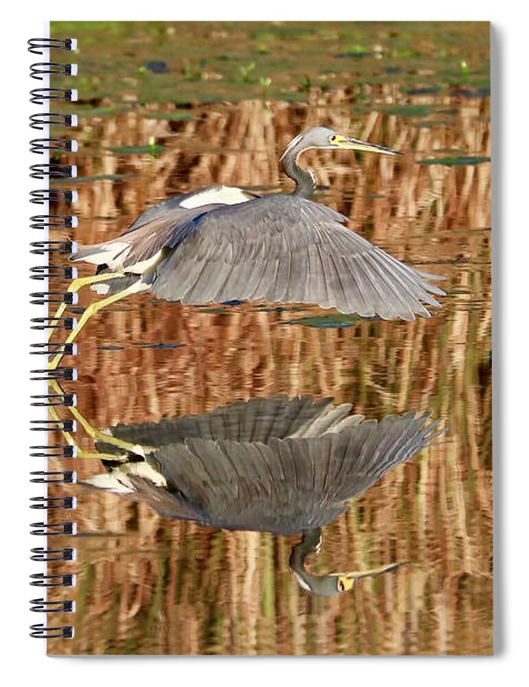 Tricolored Heron Spiral Notebook featuring the photograph Trip the Light by Carol Groenen