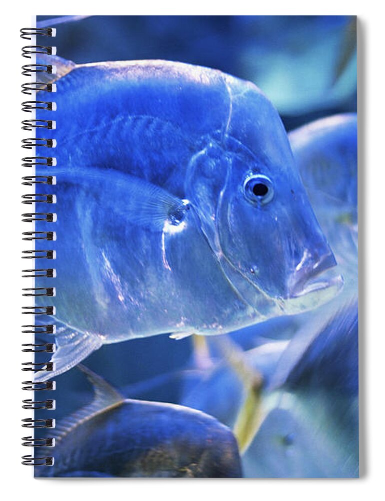 Underwater Spiral Notebook featuring the photograph Tropical Fish In Aquarium by Peter Adams