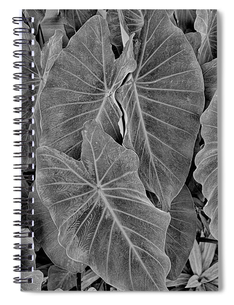 Tropical Spiral Notebook featuring the photograph Tropical Plantation Maui Study 18 by Robert Meyers-Lussier