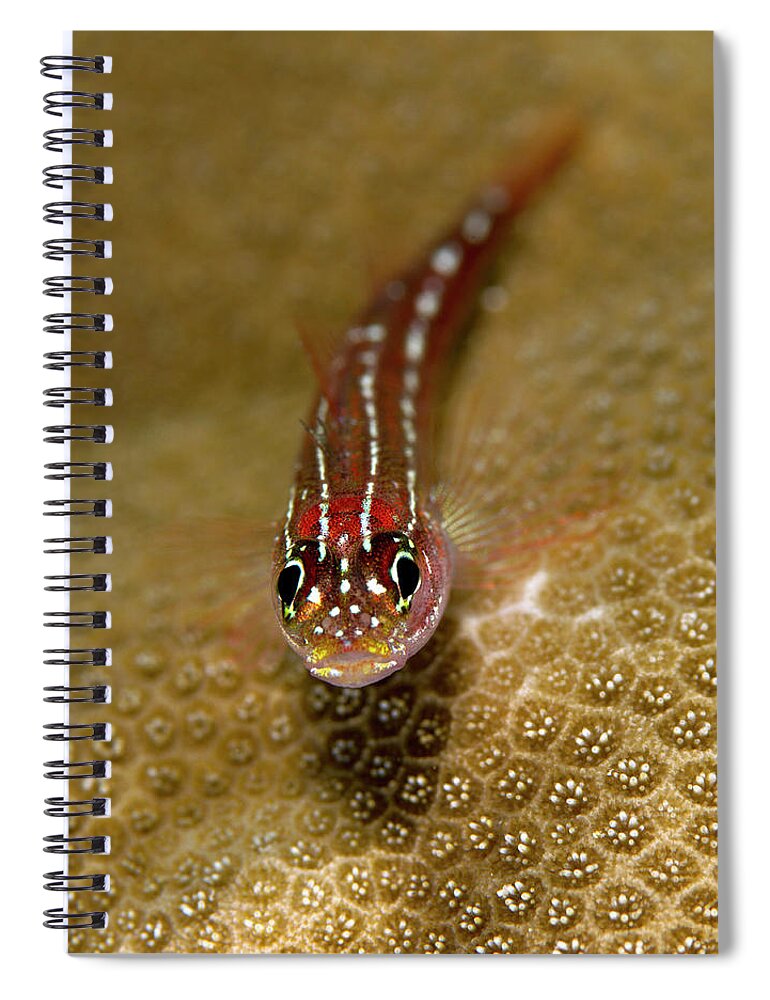 Underwater Spiral Notebook featuring the photograph Tropical Striped Triplefin by Lea Lee