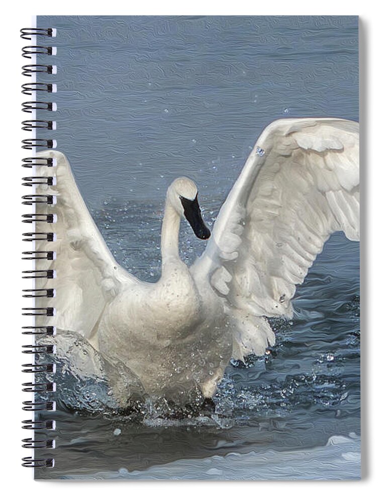 White Spiral Notebook featuring the photograph Trumpeter Swan Splash by Patti Deters