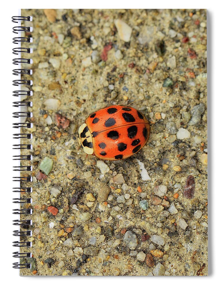 Ladybug Spiral Notebook featuring the photograph Trying To Blend In by Donna Blackhall