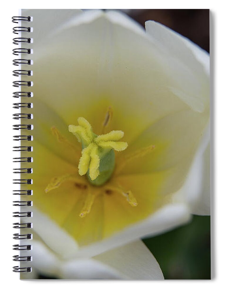 Flowers Spiral Notebook featuring the photograph Tulip 2 by Fred DeSousa
