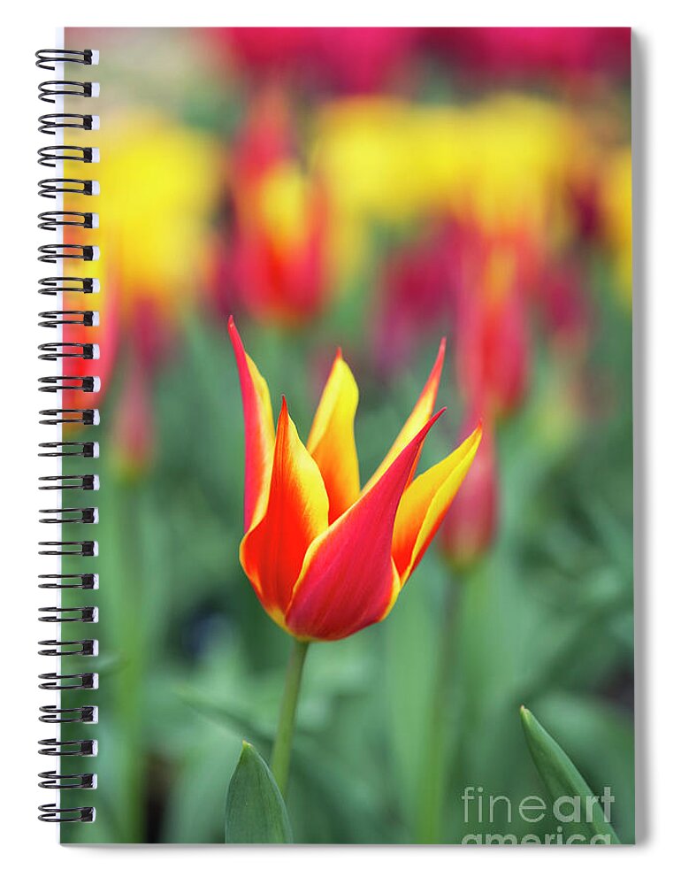 Tulip Fly Away Spiral Notebook featuring the photograph Tulip Fly Away by Tim Gainey