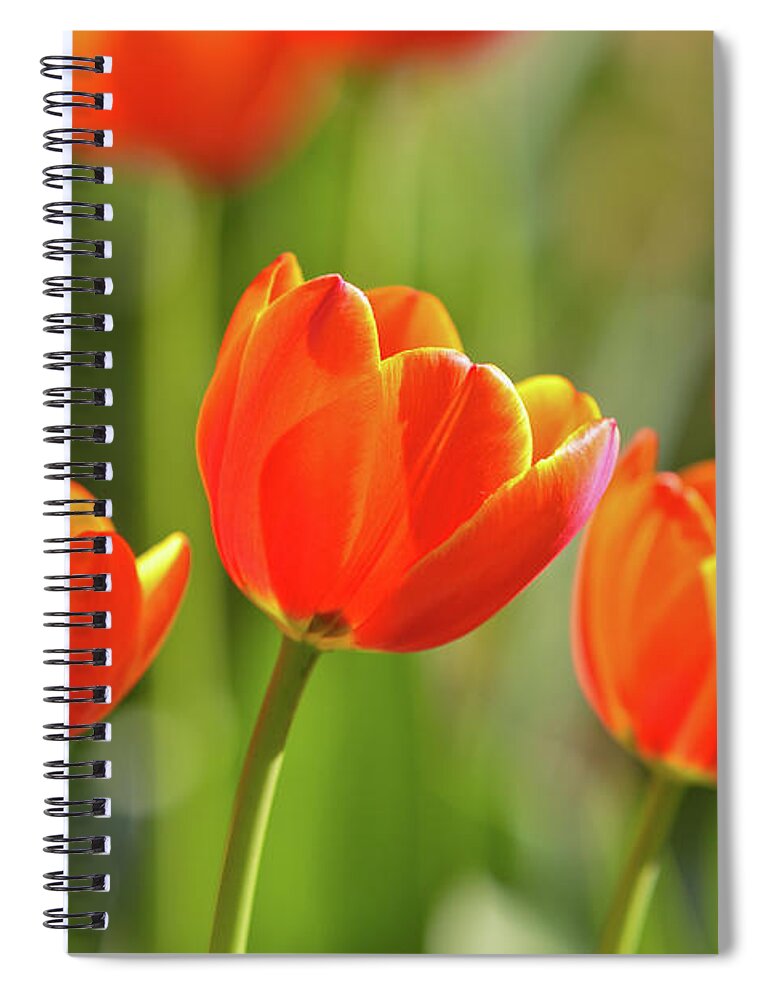 Flowerbed Spiral Notebook featuring the photograph Tulip by Ithinksky