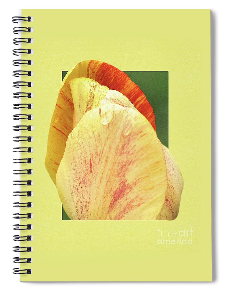 Tulip Spiral Notebook featuring the photograph Tulip Petals Escaping by Smilin Eyes Treasures