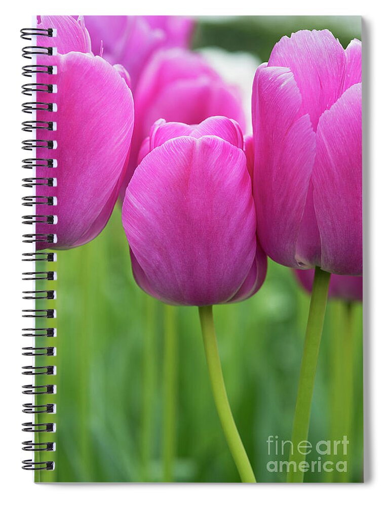 Tulips Spiral Notebook featuring the photograph Tulip Purple Pride Flowers by Tim Gainey