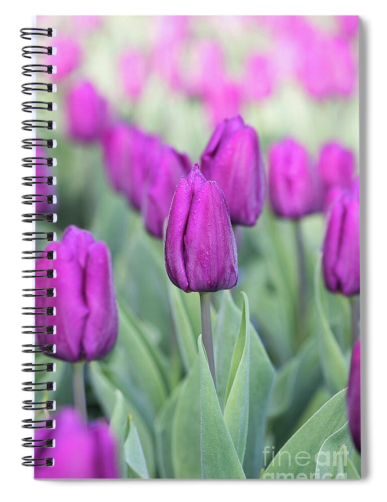 Tulip Purple Prince Spiral Notebook featuring the photograph Tulipa Purple Prince by Tim Gainey