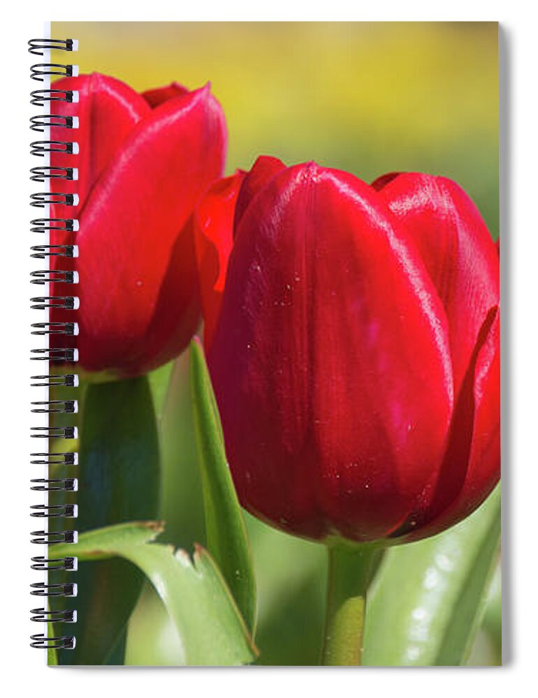 Tulip Spiral Notebook featuring the photograph Tulips 12 #floral #tulip by Andrea Anderegg