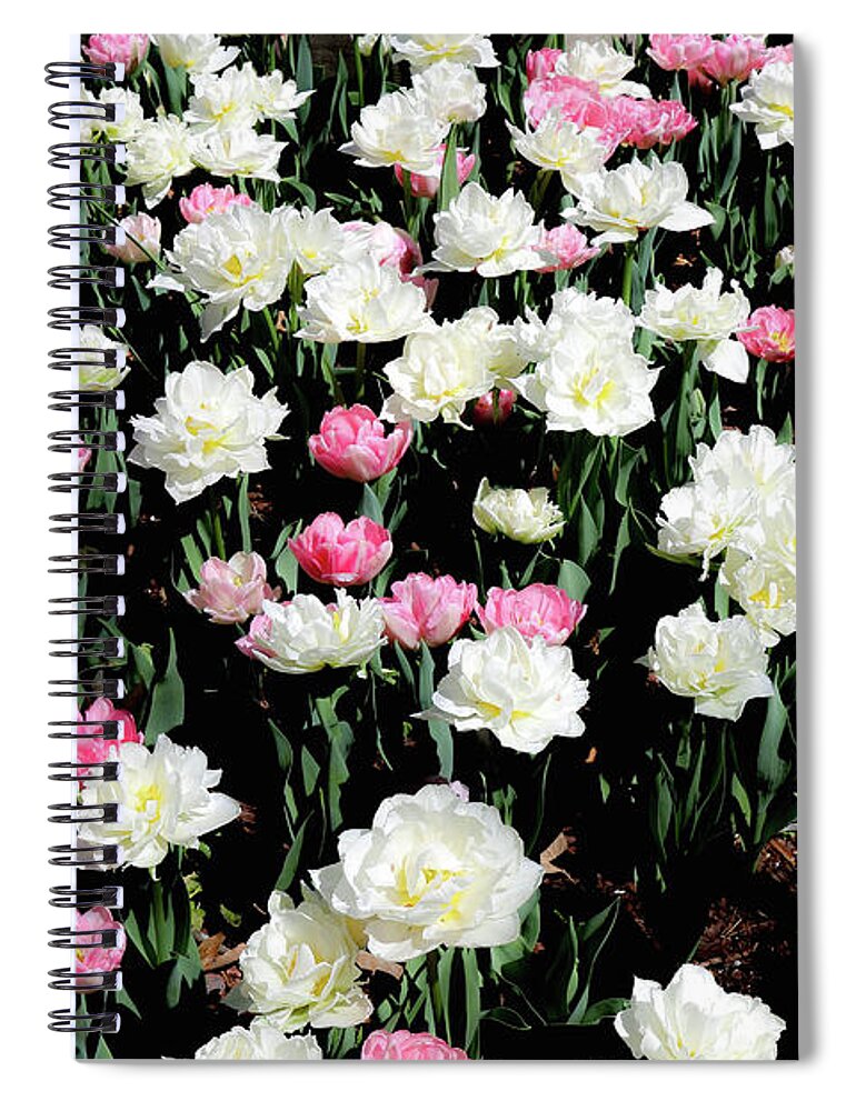Tulips Spiral Notebook featuring the photograph Tulips at the Dixon by Veronica Batterson