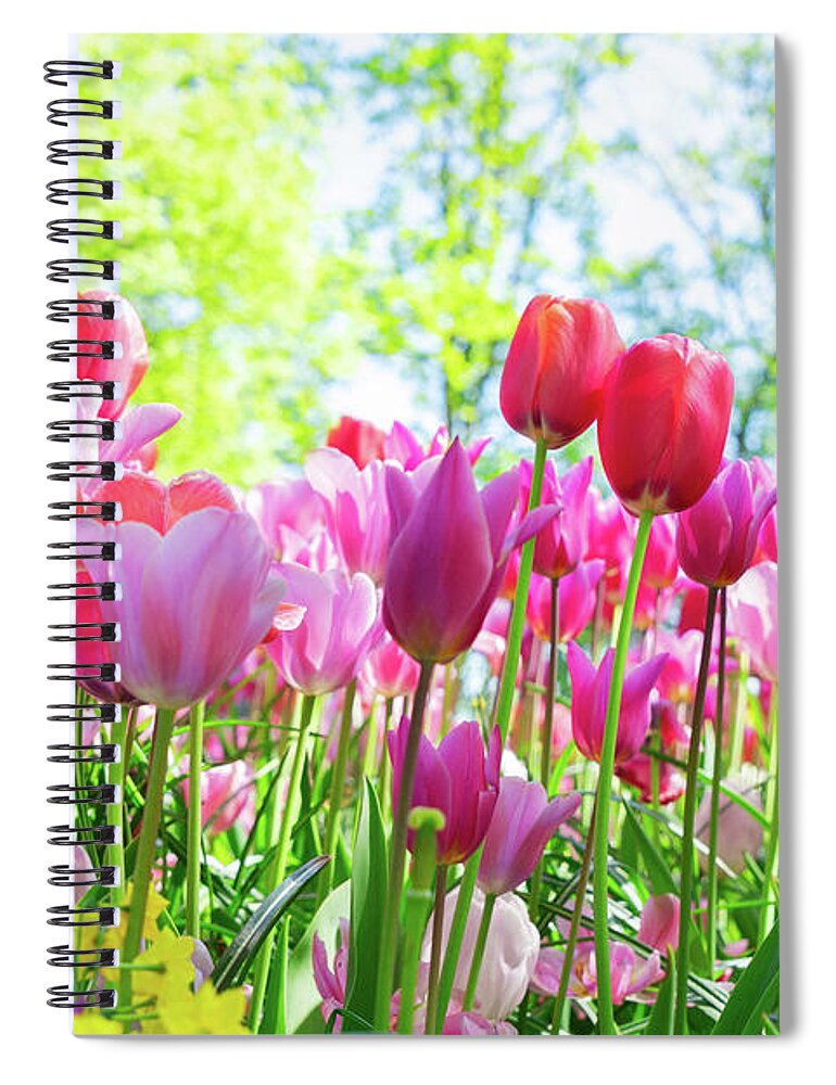 Tulips Spiral Notebook featuring the photograph Tulips Pink Growth by Anastasy Yarmolovich