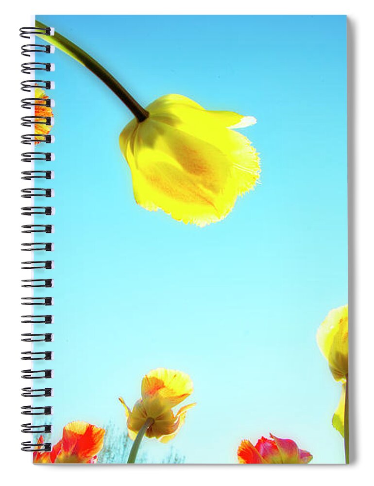 Evie Spiral Notebook featuring the photograph Tulips Holland Michigan 17 by Evie Carrier