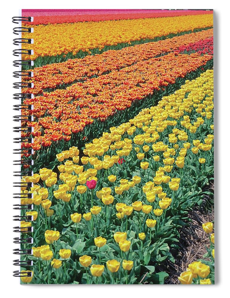 Scenics Spiral Notebook featuring the photograph Tulips In A Field, Leiden, Netherlands by Medioimages/photodisc