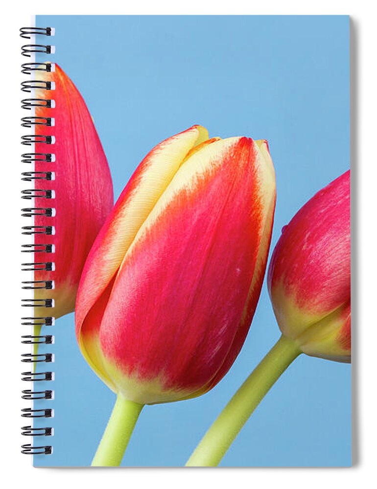 Tulips Spiral Notebook featuring the photograph Tulips by Tanya C Smith