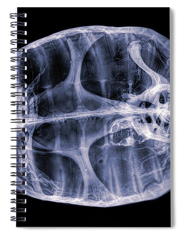Kansas Spiral Notebook featuring the photograph Turtle mummy 01 by Rob Graham