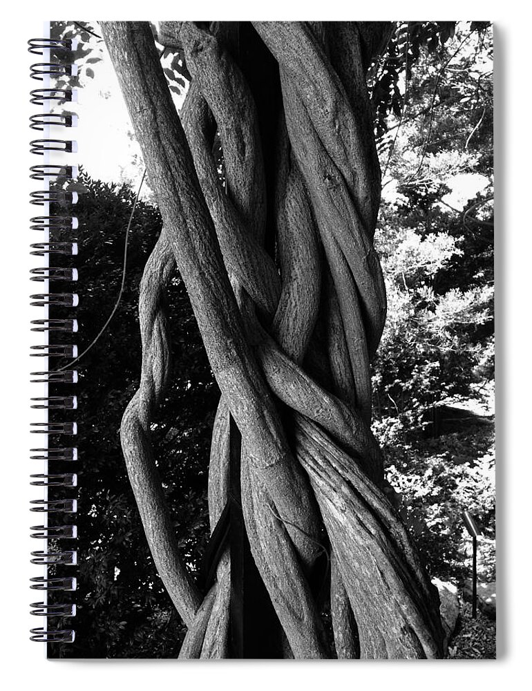 Tree Spiral Notebook featuring the photograph Twisted Tree by Marty Klar