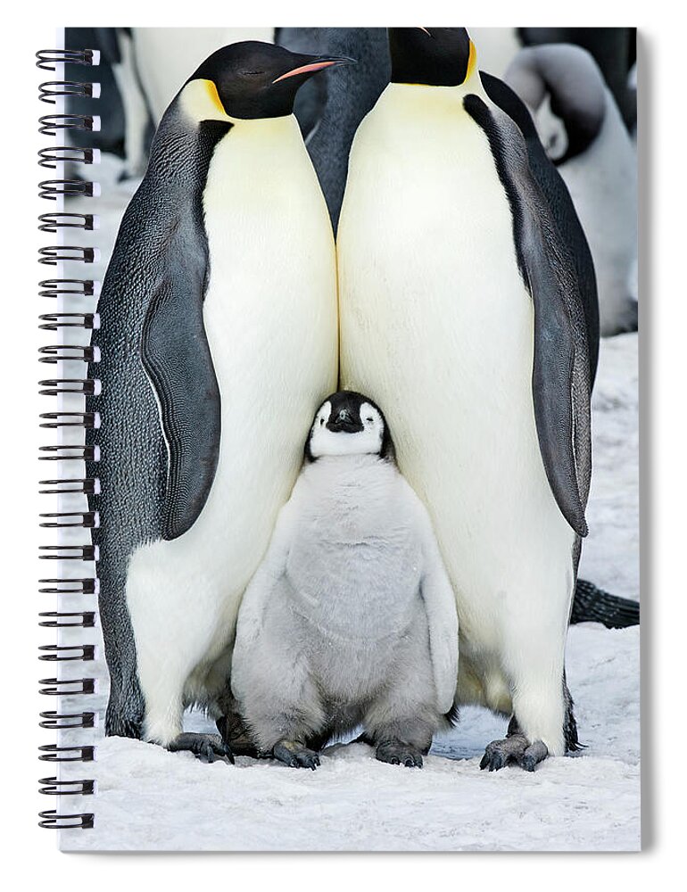 Emperor Penguin Spiral Notebook featuring the photograph Two Adult Emperor Penguins And A Baby by Mint Images - David Schultz