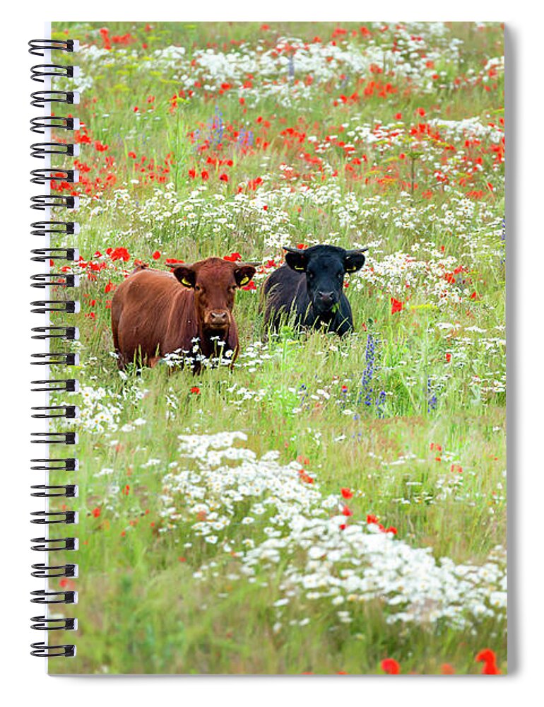 Cows Spiral Notebook featuring the photograph Two Norfolk cows in wild flower meadow by Simon Bratt