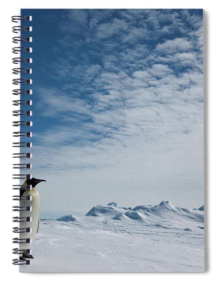 Emperor Penguin Spiral Notebook featuring the photograph Two Emperor Penguins by A Gandola