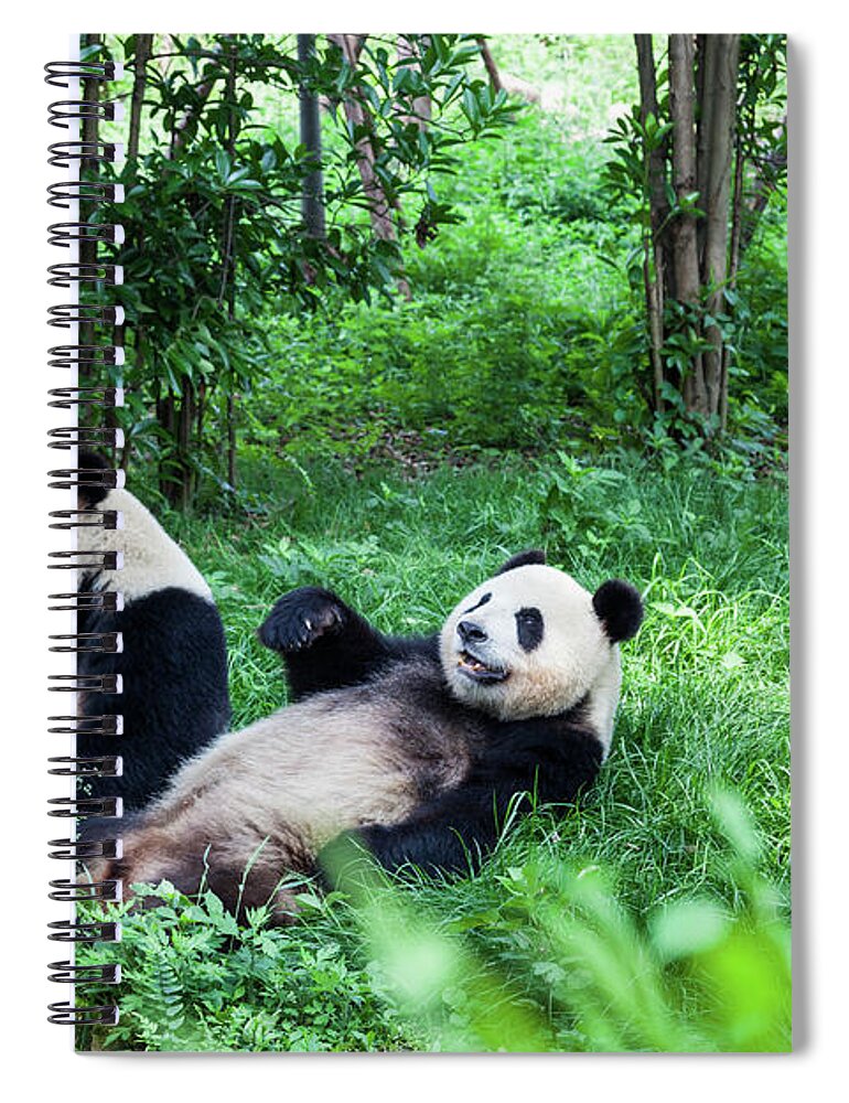 Panda Spiral Notebook featuring the photograph Two Great Pandas - Chengdu, Sichuan by Fototrav