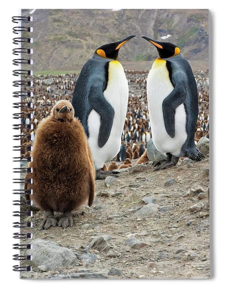Animals In The Wild Spiral Notebook featuring the photograph Two King Penguins And A Chick by Gabrielle Therin-weise
