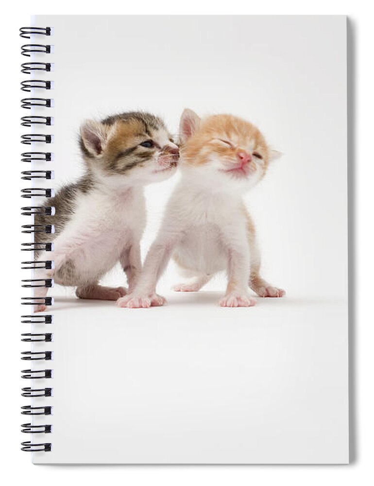 Pets Spiral Notebook featuring the photograph Two Kittens Kissing Against White by Ichiro