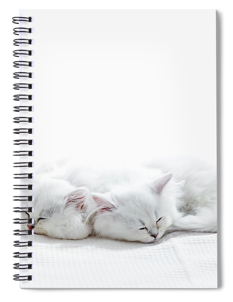 Pets Spiral Notebook featuring the photograph Two Kittens Sleep by Ultra.f